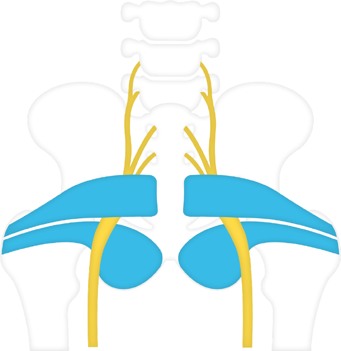 Piriformis muscle - Wikipedia